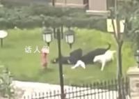 被狗咬伤女童母亲:咬人黑狗已找到