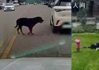 医生谈被狗咬伤女童伤势:不忍直视