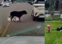咬伤女童烈犬不在当地禁养犬名单中 女童母亲：将追究小区物业和犬主责任
