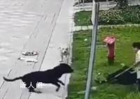 中国最大罗威纳犬舍遭网友攻击 卖了十多年没一只咬人