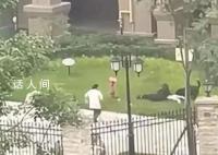 大狗撕咬女童 训犬师:或为应激反应