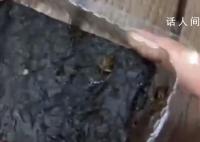 山姆被曝所售海苔中有蟑螂 回应：已经下架了该批次的商品