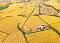 丰收的颜色你见过吗?一起体验惊艳大地的丰收色彩