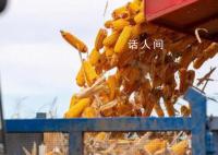中储粮集团辟谣停止收购玉米 为不实信息