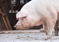 “西南猪王”新希望大撤退 连续3年大举扩张后迎来了持续亏损