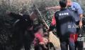 媒体评“不拴狗绳一律捕捉” 要依法还要顶住压力