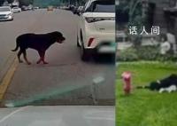 被咬女童家属申请将涉事狗安乐死 家属将追究物业责任