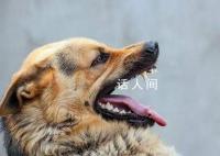 路遇恶犬怎么办?专业训犬师支招