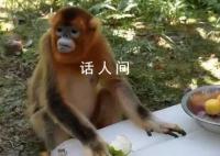金丝猴因游客投喂而死?园方回应