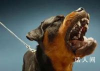 媒体:治狗患的重点在于管住人