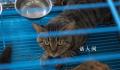 猫肉按每斤4块5充当猪羊肉 太仓警方果断截获千余只猫