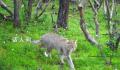 四川达古冰川首次发现荒漠猫 荒漠猫是国家一级重点保护动物