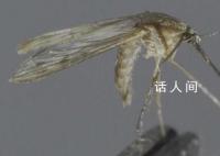 专家警告未来蚊虫或全年无休 全球变暖对所有生物的影响都十分巨大