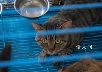 猫肉按每斤4块5充当猪羊肉 太仓警方果断截获千余只猫