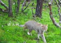 四川达古冰川首次发现荒漠猫 荒漠猫是国家一级重点保护动物