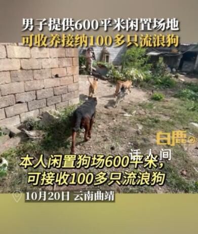 男子提供600平闲置地收养流浪狗 可养100多只