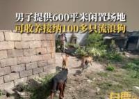 男子提供600平闲置地收养流浪狗 可养100多只