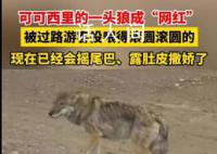 可可西里一头狼被投喂变胖成网红 随意投喂可能好心办坏事