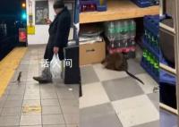 纽约老鼠泛滥成灾 这种动物的生存能力太强了
