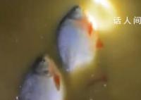 暴雨后男子发现屋内有好几条大鱼 当事人称自己住一楼鱼都抓起来送人了