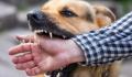 狂犬病潜伏期长达十几年?别信