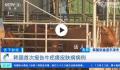韩国确诊多例牛疙瘩皮肤病病例 引发了韩国社会的高度关注