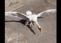 狗狗以多欺少撞飞大鹅 大鹅长着翅膀大叫