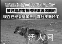 可可西里网红狼带了新浪来蹭吃 野外喂食野生动物其实很危险
