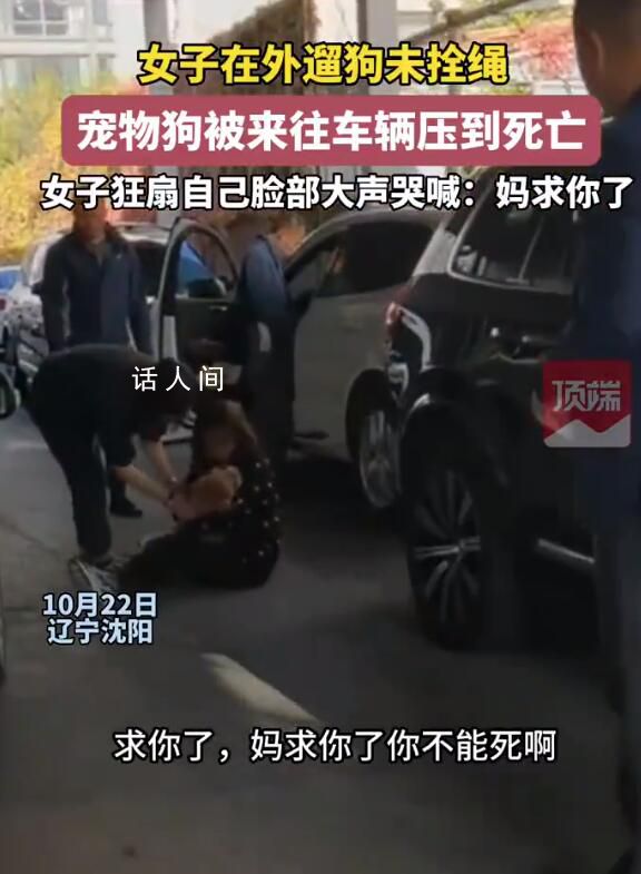 未拴绳的狗被车压死 主人扇脸大哭