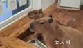 水豚咬水龙头致猫咖店被淹损失5万 打扫到心累