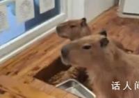 水豚咬水龙头致猫咖店被淹损失5万 打扫到心累