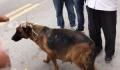 网传民警上门抓德牧犬 上海通报