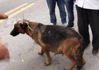 网传民警上门抓德牧犬 上海通报