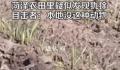 山东菏泽农田里疑似发现美洲犰狳 疑似是不法分子贩卖过程中逃脱