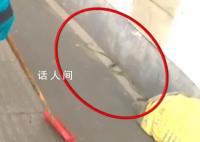 南京人行道上惊现2米长大蛇 发现野生蛇类立即报警求助切勿自行处理