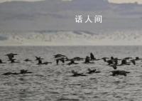 禽流感登陆南极 专家担心企鹅灭绝