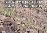 山东菏泽农田里疑似发现美洲犰狳 疑似是不法分子贩卖过程中逃脱