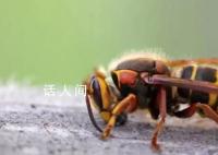 航拍达人被野蜂蜇伤身亡 家属发声