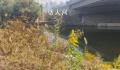 多地已发现“加拿大一枝黄花” 探访：在四里河岸边一处发现几十棵
