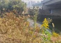 多地已发现“加拿大一枝黄花” 探访：在四里河岸边一处发现几十棵