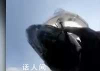 澳大利亚男子冲浪被座头鲸撞翻 这一幕被冲浪者随身相机记录了下来