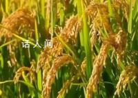从一碗米饭看粮食品质升级 环环相扣粮食产业集群组团成链