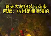 杭州参天大树被包装成巨型花束 网友：又被杭州浪漫到了
