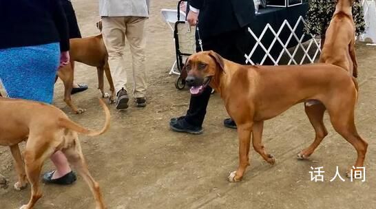 男子炫耀市中心养烈性犬被行拘 对养犬管理相关规定不满