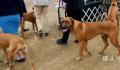 男子炫耀市中心养烈性犬被行拘 对养犬管理相关规定不满