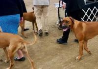 男子炫耀市中心养烈性犬被行拘 对养犬管理相关规定不满