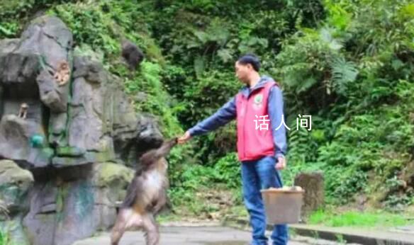 峨眉山招聘猴群管理员 网友：这15个猴官肩上的担子不轻