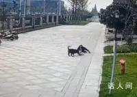 成都被狗咬女童右肾已保住 病情平稳