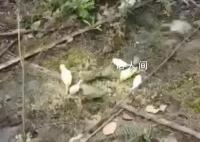 成都上千只宠物鹦鹉被人野外放生 农林部门安排了相关人员进行处理