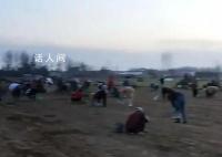 村干部回应药材种植园遭村民哄抢 乡政府正在积极处理